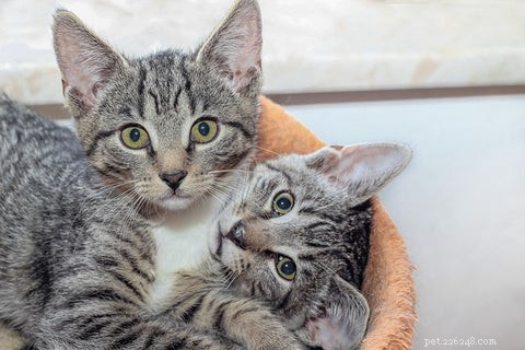 Why Does My Cat Head-Butt Me? Understanding the Meaning Behind the Gesture