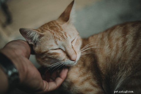 The Expert Guide to Petting Your Cat: Tips for a Calm and Happy Companion