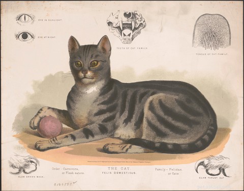 The Expert Guide to Petting Your Cat: Tips for a Calm and Happy Companion