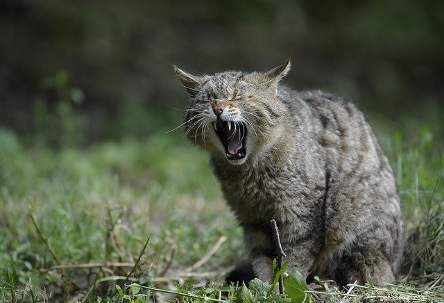 The Expert Guide to Petting Your Cat: Tips for a Calm and Happy Companion