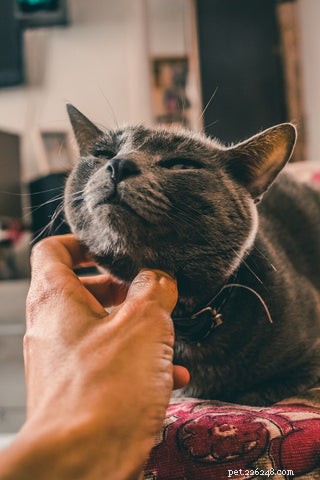 The Expert Guide to Petting Your Cat: Tips for a Calm and Happy Companion