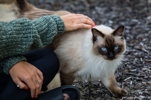 The Expert Guide to Petting Your Cat: Tips for a Calm and Happy Companion