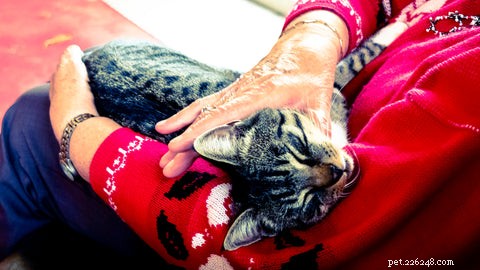 The Expert Guide to Petting Your Cat: Tips for a Calm and Happy Companion