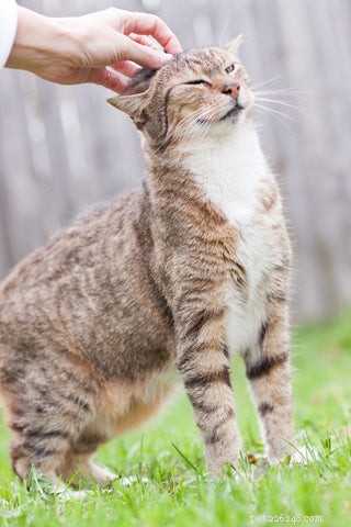 The Expert Guide to Petting Your Cat: Tips for a Calm and Happy Companion