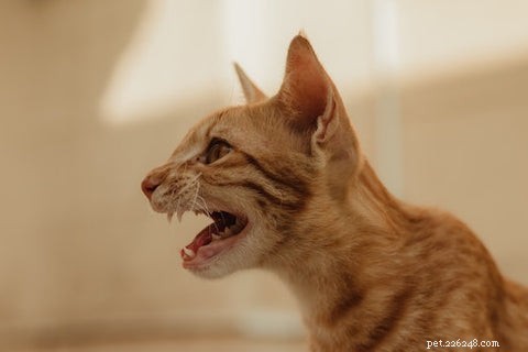 What Causes a Cat to Growl: Understanding Your Feline’s Signals