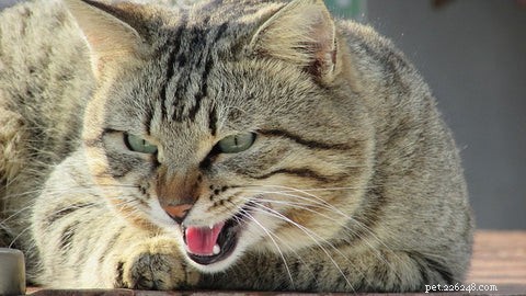 What Causes a Cat to Growl: Understanding Your Feline’s Signals