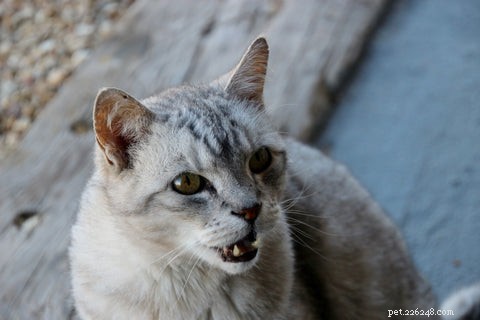 What Causes a Cat to Growl: Understanding Your Feline’s Signals