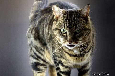 What Causes a Cat to Growl: Understanding Your Feline’s Signals