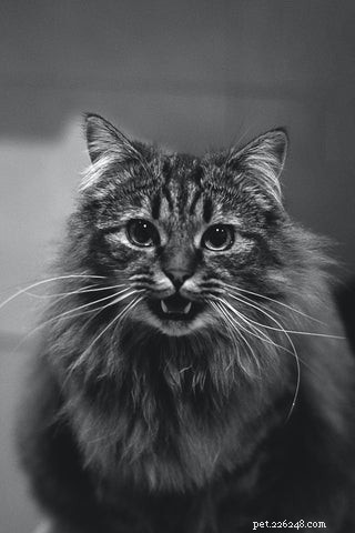 What Causes a Cat to Growl: Understanding Your Feline’s Signals