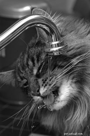 Why Won’t My Cat Drink From Her Water Bowl? Common Reasons & How to Fix It