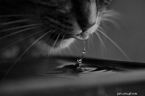 Why Won’t My Cat Drink From Her Water Bowl? Common Reasons & How to Fix It