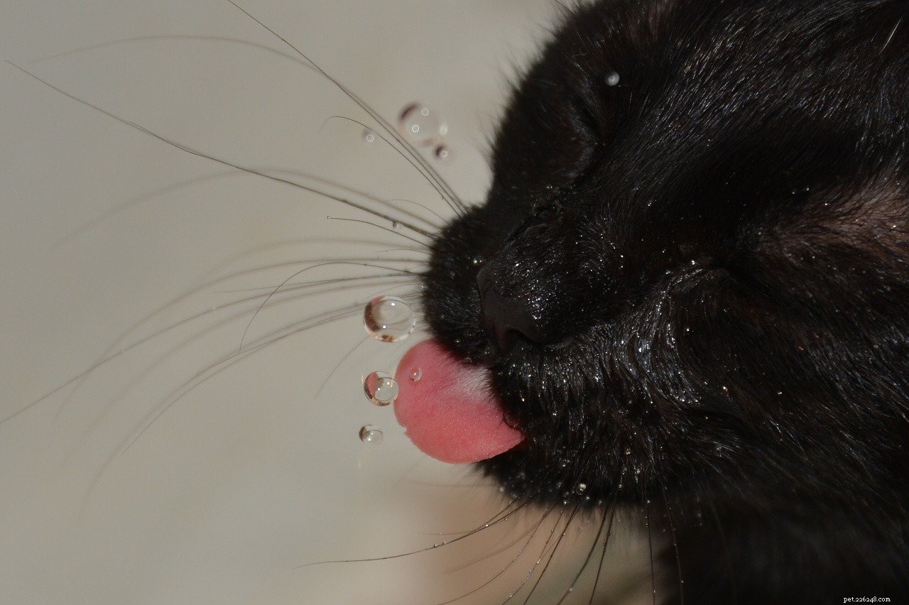 Why Won’t My Cat Drink From Her Water Bowl? Common Reasons & How to Fix It
