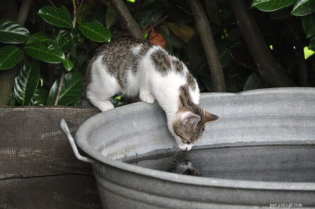 Why Won’t My Cat Drink From Her Water Bowl? Common Reasons & How to Fix It