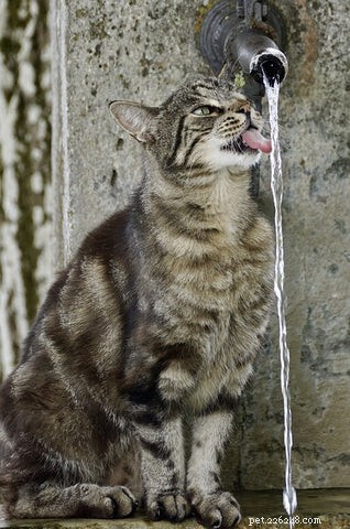 Why Won’t My Cat Drink From Her Water Bowl? Common Reasons & How to Fix It
