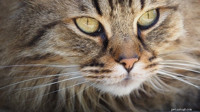 Why Won’t My Cat Drink From Her Water Bowl? Common Reasons & How to Fix It
