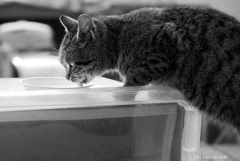 Why Won’t My Cat Drink From Her Water Bowl? Common Reasons & How to Fix It