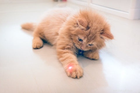 Why Do Cats Become Addicted to Laser Pointers? The Science Behind the Hunt