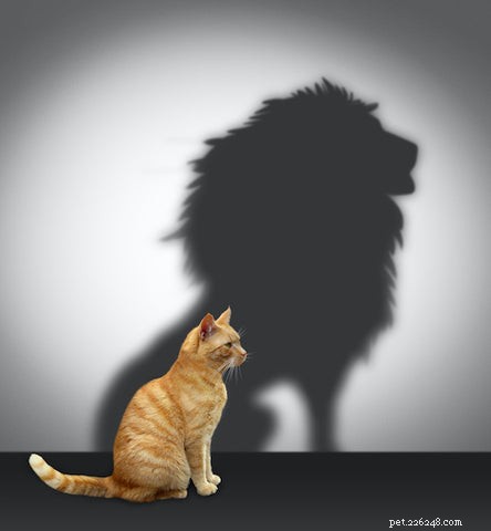 Why Do Cats Become Addicted to Laser Pointers? The Science Behind the Hunt