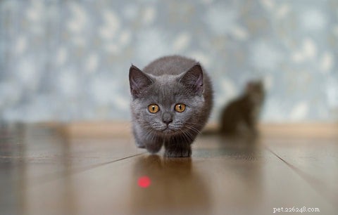 Why Do Cats Become Addicted to Laser Pointers? The Science Behind the Hunt