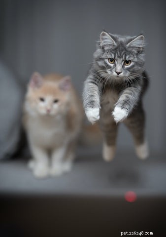 Why Do Cats Become Addicted to Laser Pointers? The Science Behind the Hunt