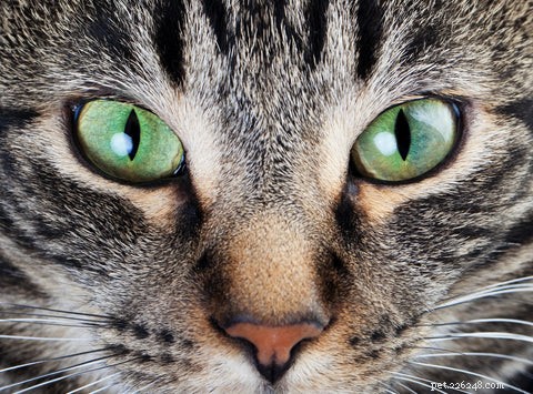 Why Do Cats Become Addicted to Laser Pointers? The Science Behind the Hunt