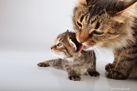 When Cats Over‑Groom: Causes, Signs, and Solutions
