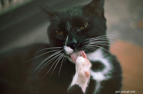 When Cats Over‑Groom: Causes, Signs, and Solutions
