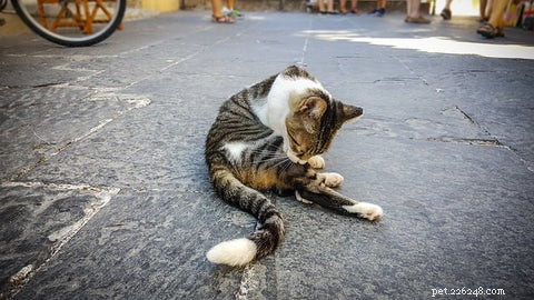 When Cats Over‑Groom: Causes, Signs, and Solutions