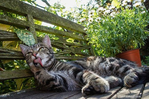 When Cats Over‑Groom: Causes, Signs, and Solutions
