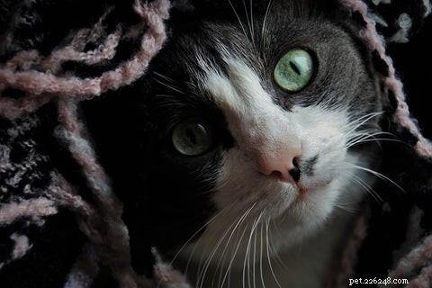 When Cats Over‑Groom: Causes, Signs, and Solutions