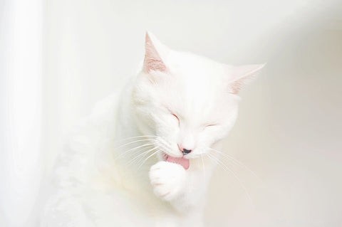When Cats Over‑Groom: Causes, Signs, and Solutions