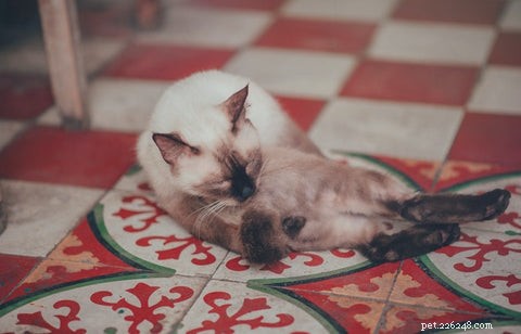 When Cats Over‑Groom: Causes, Signs, and Solutions