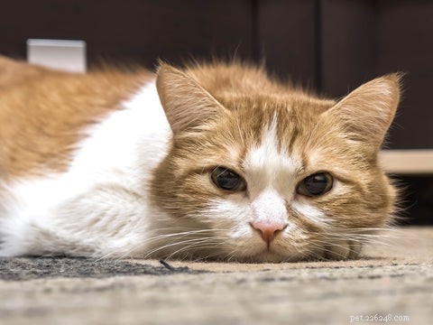 How to Spot the Signs Your Cat Is Sick: A Guide for Pet Owners