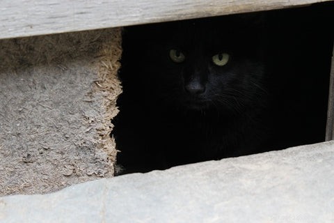 How to Spot the Signs Your Cat Is Sick: A Guide for Pet Owners