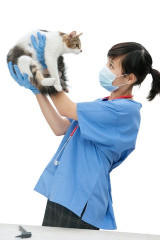 How to Spot the Signs Your Cat Is Sick: A Guide for Pet Owners