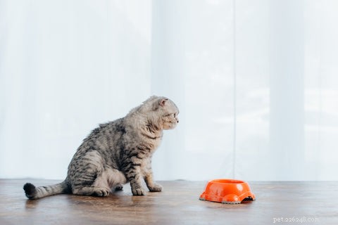 How to Spot the Signs Your Cat Is Sick: A Guide for Pet Owners