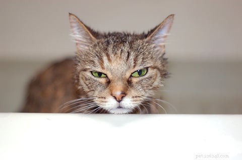 How to Spot the Signs Your Cat Is Sick: A Guide for Pet Owners