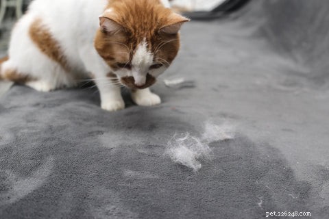 How to Spot the Signs Your Cat Is Sick: A Guide for Pet Owners