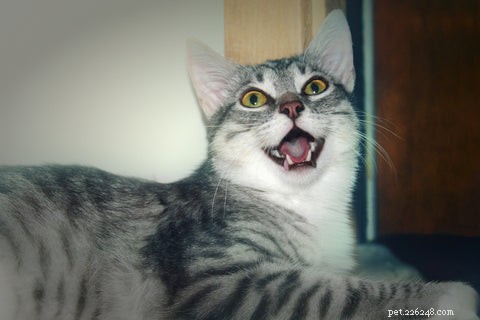 How to Spot the Signs Your Cat Is Sick: A Guide for Pet Owners
