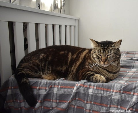 How to Spot the Signs Your Cat Is Sick: A Guide for Pet Owners