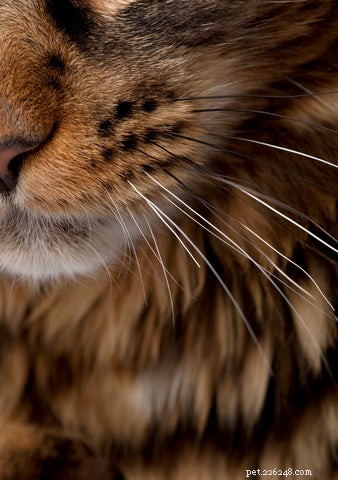 Why Do Cats Scoop Food from Their Bowls? Understanding the Behavior