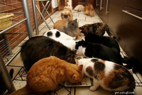 Why Do Cats Scoop Food from Their Bowls? Understanding the Behavior