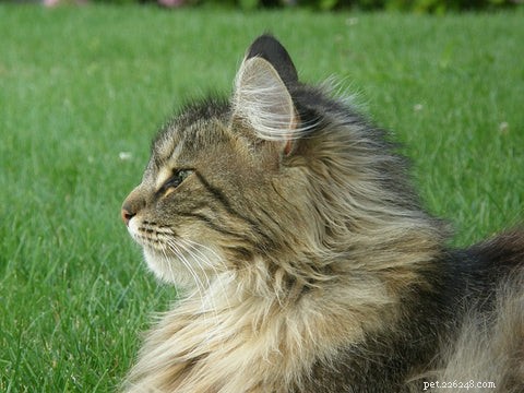 Discover the Norwegian Forest Cat: History, Traits, and Mysteries