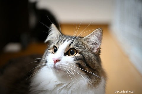 Discover the Norwegian Forest Cat: History, Traits, and Mysteries
