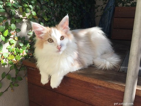 Discover the Norwegian Forest Cat: History, Traits, and Mysteries