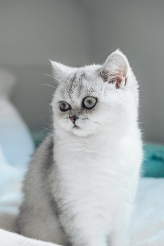 British Shorthair Cats: Traits, Care, and Why They’re Loved