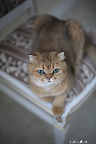 British Shorthair Cats: Traits, Care, and Why They’re Loved