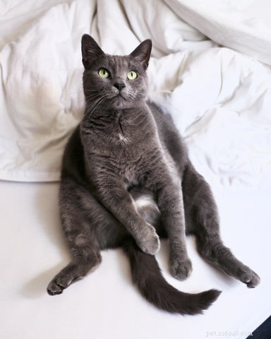 British Shorthair Cats: Traits, Care, and Why They’re Loved