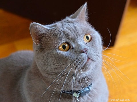 British Shorthair Cats: Traits, Care, and Why They’re Loved
