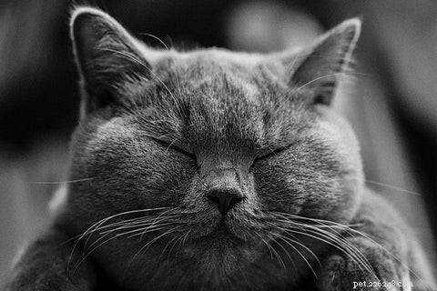 British Shorthair Cats: Traits, Care, and Why They’re Loved